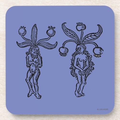 Botany Mandrake 1476 Drink Coaster