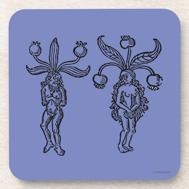 Botany: Mandrake, 1476 Drink Coaster (Front)