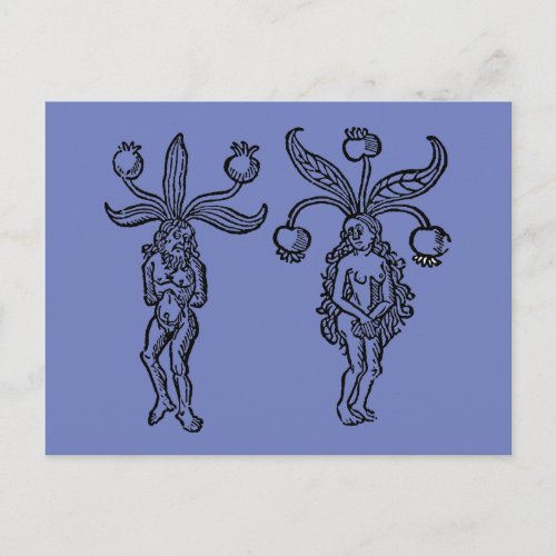 Botany Mandrake 1476 Postcard