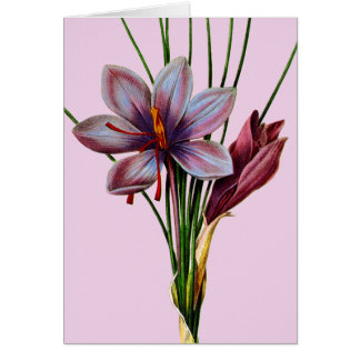 Botany: Saffron Cards