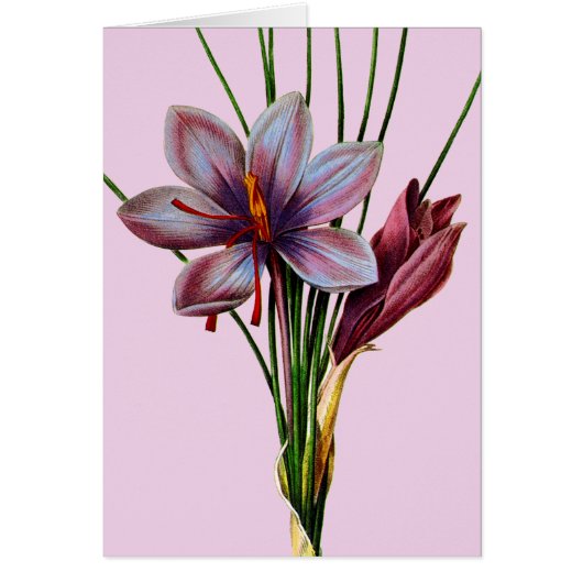 Botany: Saffron Cards (Front)