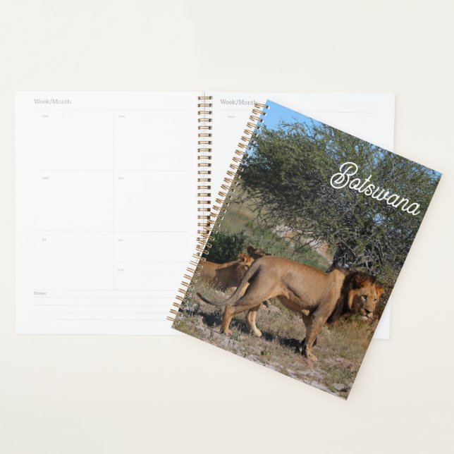 Botswana Central Kalahari Lions Savannah Planner (Display)