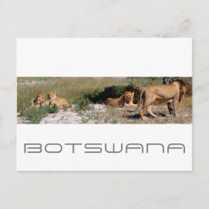 Botswana Central Kalahari Lions Savannah Travel Postcard