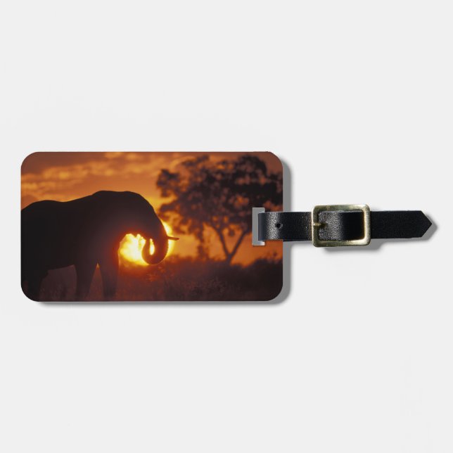 Botswana, Chobe National Park, Bull Elephant Luggage Tag (Front Horizontal)