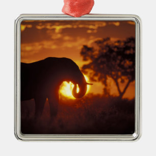 Botswana, Chobe National Park, Bull Elephant Metal Ornament
