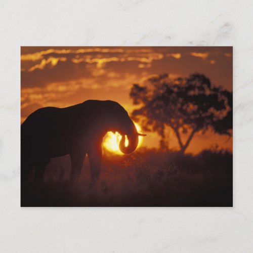 Botswana Chobe National Park Bull Elephant Postcard