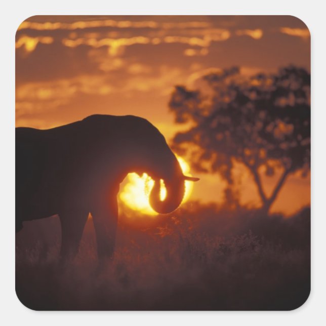 Botswana, Chobe National Park, Bull Elephant Square Sticker (Front)