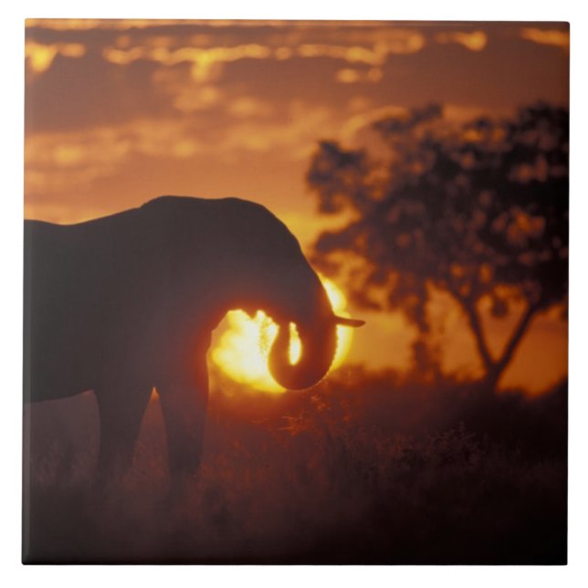 Botswana, Chobe National Park, Bull Elephant Tile (Front)