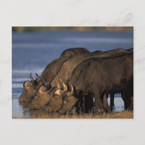 Botswana Chobe National Park Cape Buffalo Postcard
