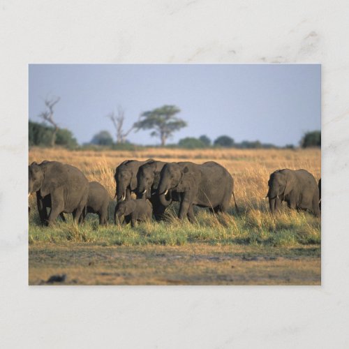 Botswana Chobe National Park Elephant herd Postcard