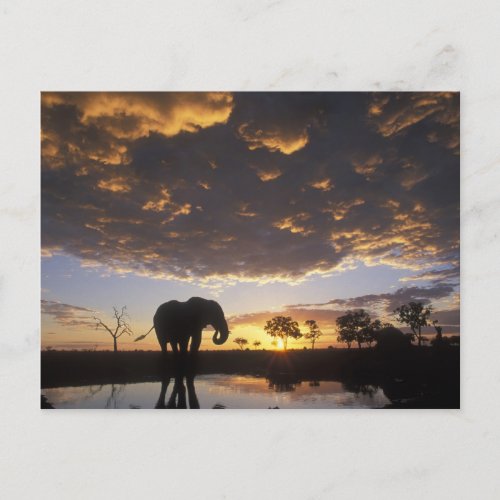 Botswana Chobe National Park Elephant Postcard
