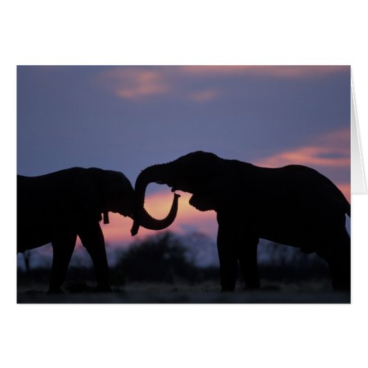 Botswana, Chobe National Park, Elephants Cards (Front Horizontal)