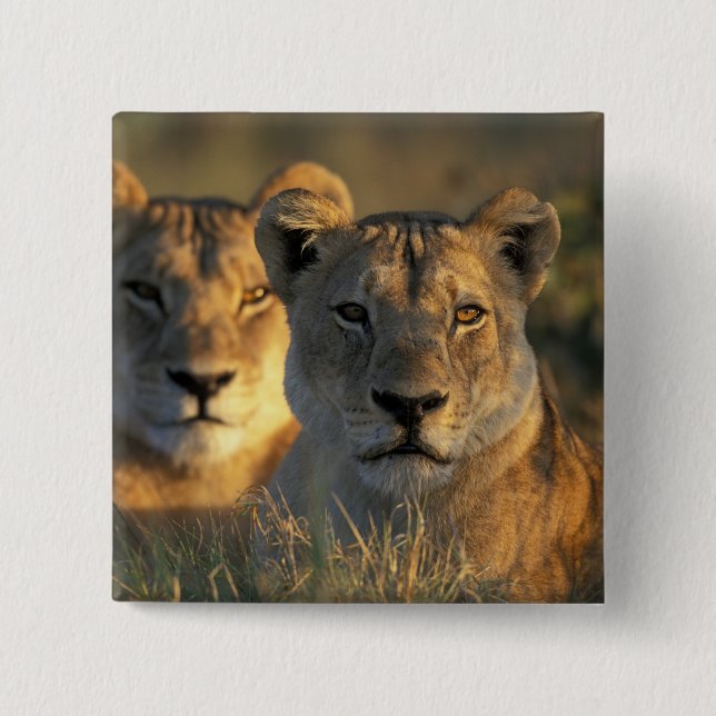 Botswana, Chobe National Park, Lionesses Button (Front)