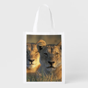 Botswana, Chobe National Park, Lionesses Grocery Bag