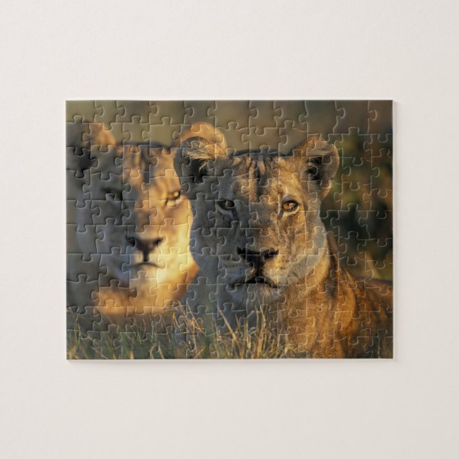 Botswana, Chobe National Park, Lionesses Jigsaw Puzzle (Horizontal)