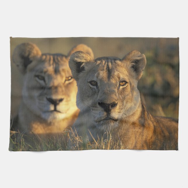 Botswana, Chobe National Park, Lionesses Towel (Horizontal)