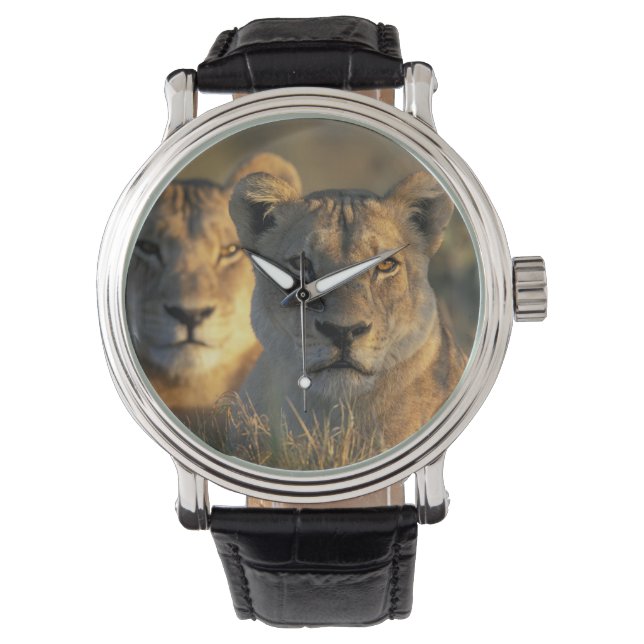 Botswana, Chobe National Park, Lionesses Watch (Front)