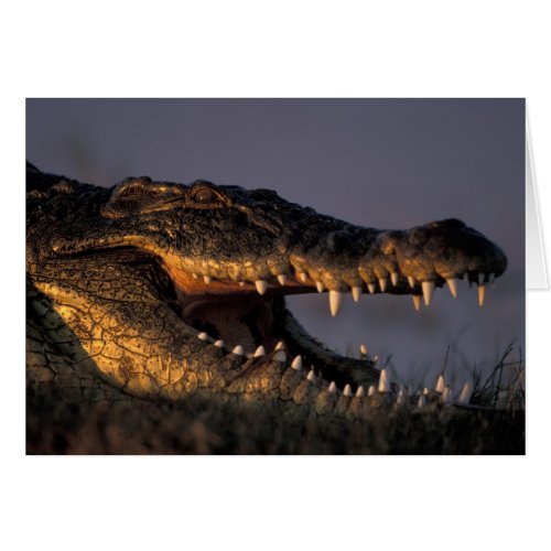 Botswana Chobe National Park Nile Crocodile