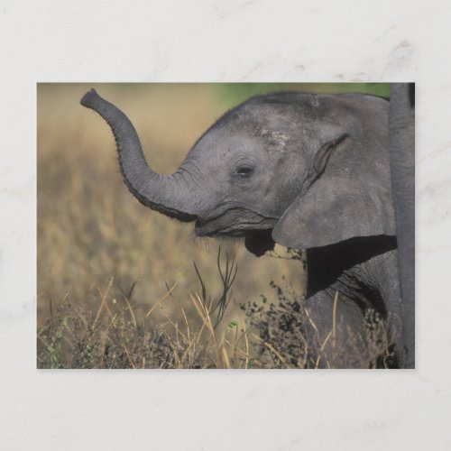 Botswana Chobe National Park Young Elephant Postcard