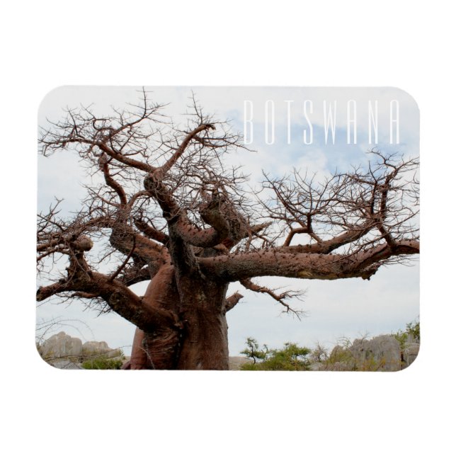 Botswana Kubu Baobab Island Go Travel Magnet (Horizontal)