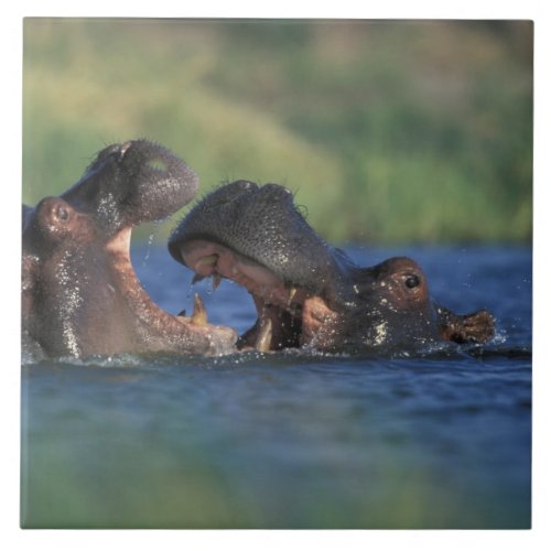 Botswana Moremi Game Reserve Hippopotami Ceramic Tile