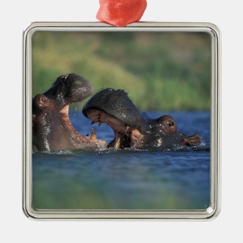 Botswana Moremi Game Reserve Hippopotami Metal Ornament