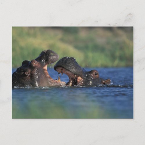 Botswana Moremi Game Reserve Hippopotami Postcard