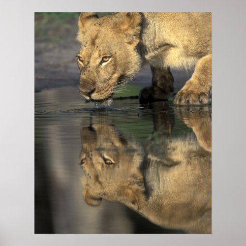 Botswana Moremi Game Reserve Lioness Panthera Poster