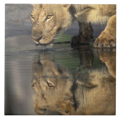 Botswana Moremi Game Reserve Lioness Panthera Tile