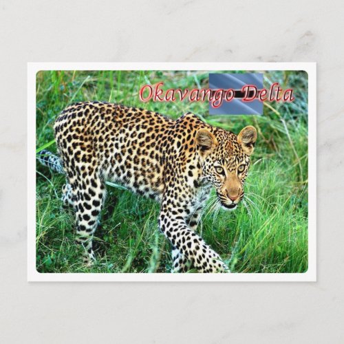 Botswana _ Okavango Delta _ Postcard