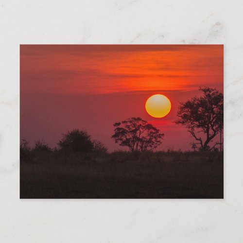 Botswana Okavango Delta Sunset Postcard