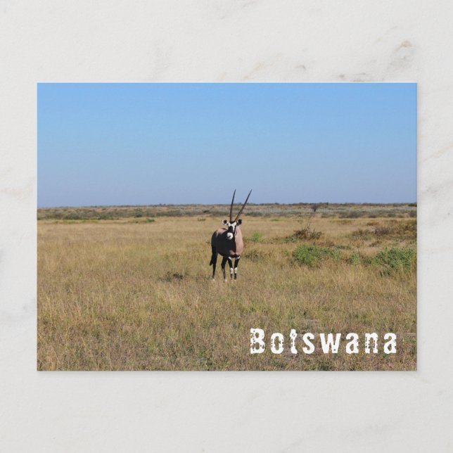 Botswana Oryx Wild Animals Savannah Landscape Postcard (Front)