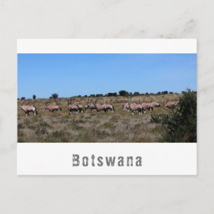 Botswana Oryx Wild Animals Savannah Landscape Postcard