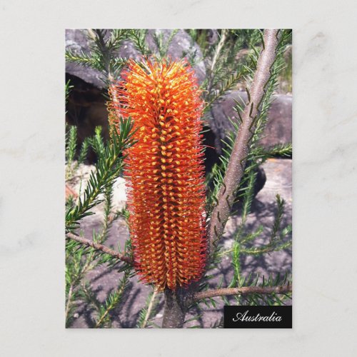 Bottle Brush Flower Spring bush Australia Postcard