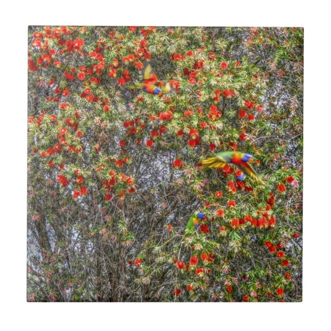 BOTTLE BRUSH TREE CALLISTEMON AUSTRALIA ART EFFECT TILE (Front)