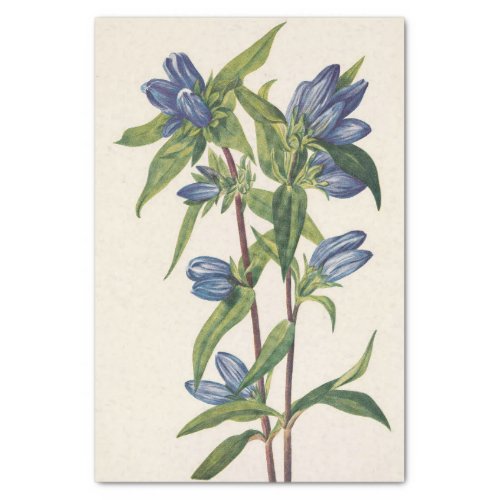 Bottle Gentian by Mary Vaux Walcott Tissue Paper