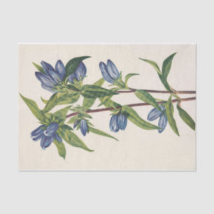 Bottle Gentian by Mary Vaux Walcott Tissue Paper
