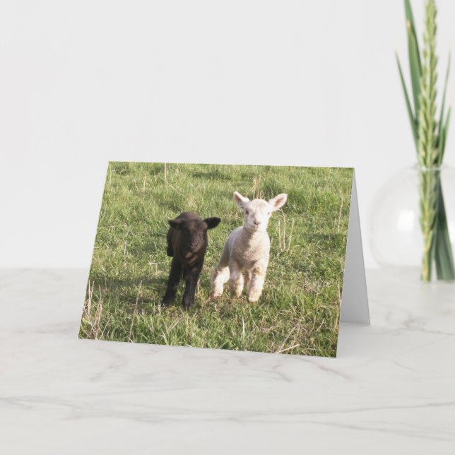 Bottle Lambs Card (Front)