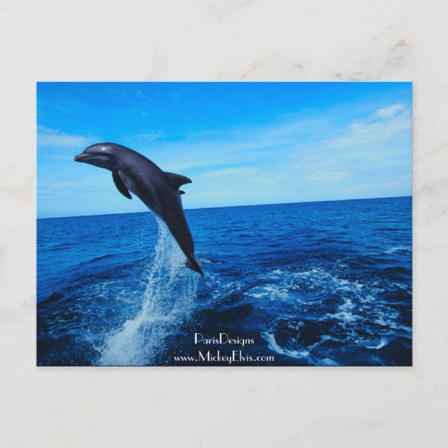 Bottle nose dolphin postcard (Front)