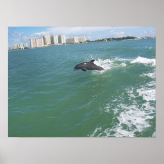 bottle nose dolphin taking a free ride poster