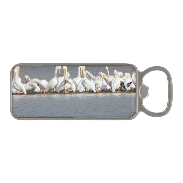 Bottle Opener Magnet, Flock of Pelicans (Front)