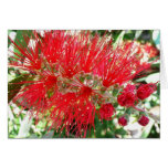 Bottlebrush Flower Red Tropical Floral