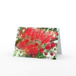 Bottlebrush Flower Red Tropical Floral Card