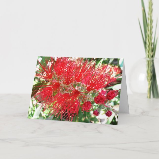 Bottlebrush Flower Red Tropical Floral Card (Front)