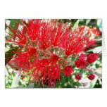 Bottlebrush Flower Red Tropical Floral Cards