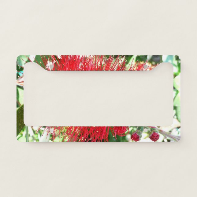 Bottlebrush Flower Red Tropical Floral License Plate Frame (Front)