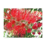 Bottlebrush Flower Red Tropical Floral Postcard