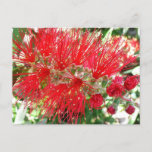 Bottlebrush Flower Red Tropical Floral Postcard