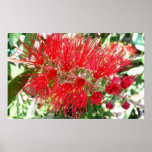 Bottlebrush Flower Red Tropical Floral Poster