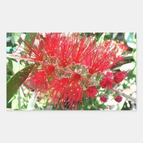 Bottlebrush Flower Red Tropical Floral Rectangular Sticker